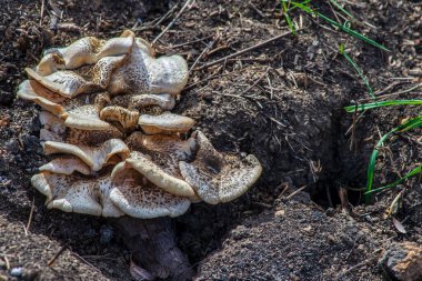 Lentinus tigrinus kaplan testere testeresi beyaz şapkalı ve kahverengi benekli güzel orman mantarları. Organik doğal.