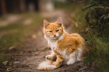 red Cat with kind green eyes, Little kitten. Portrait cute ginger. happy adorable, Beautiful fluffy red orange outdoors portrait close up British Shorthair big paws Looking Camera