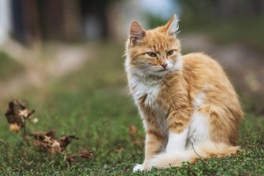 red Cat with kind green eyes, Little kitten. Portrait cute ginger. happy adorable, Beautiful fluffy red orange outdoors portrait close up British Shorthair big paws Looking Camera
