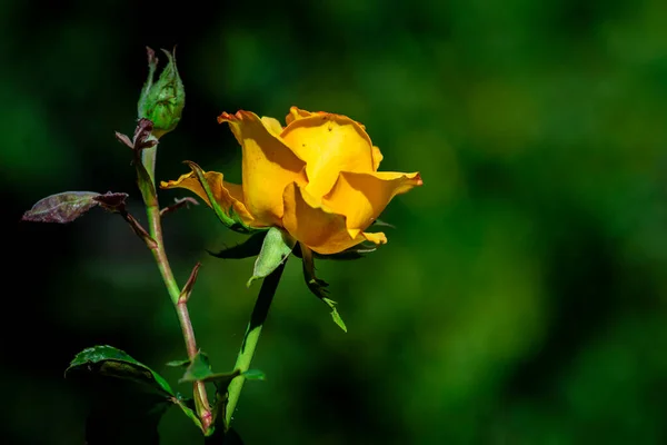 Kwiat Żółtej Róży Ogrodzie Letnim Żółte Róże Płytkiej Głębi Ostrości — Zdjęcie stockowe