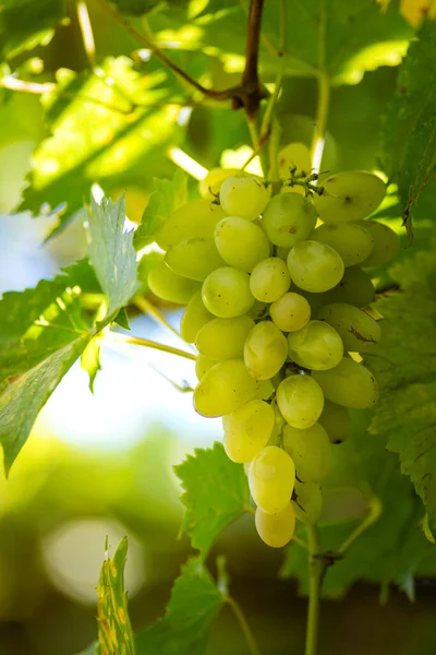 Vackra Vinblad Vingård Trädgård Vineyard Bakgrund Sommaren Vacker Solig Dag — Stockfoto