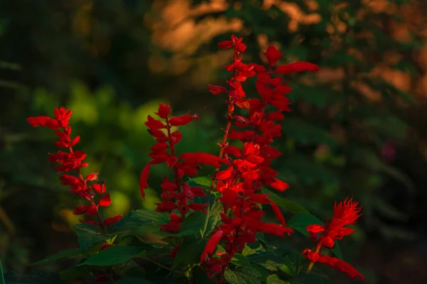 Salvia Coccinea Blüht Schöne Rote Pracht Scharlachsalbei Blüht Garten Divinorum — Stockfoto