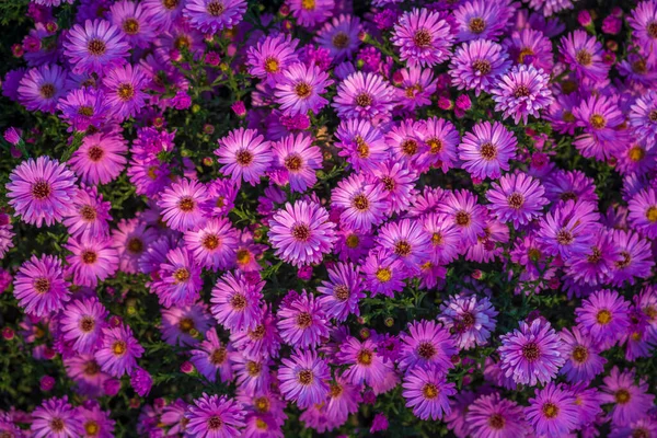 Aster Amellus Φως Ανατολής Ευρωπαϊκή Μαργαρίτα Michaelmas Μοβ Λουλούδια Φθινόπωρο — Φωτογραφία Αρχείου