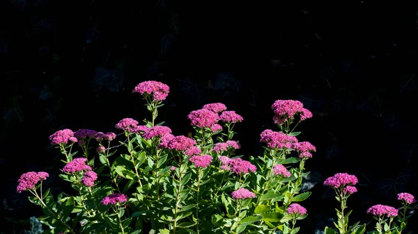 Sedum Telephium Purple Hylotelhium Xenox Orpine Livelong Frogs Stomach Live — 스톡 사진