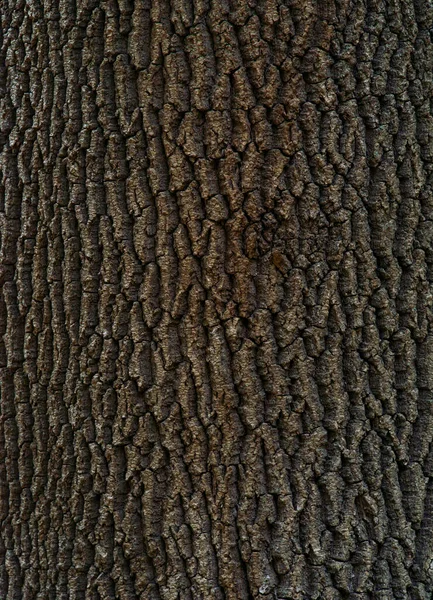 ポプラの木の樹皮の質感荒い木の自然なパターン — ストック写真