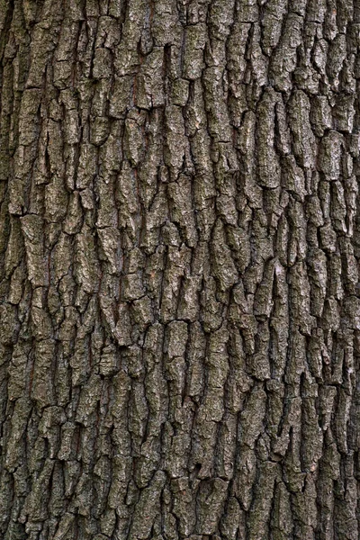 포플러 나무껍질의 밀랍같은 질감은 나무의 자연적 무늬를 부식시킨다 — 스톡 사진