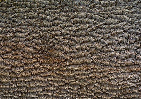 Textura Ondulada Árvore Álamo Casca Textura Rough Madeira Padrão Natural — Fotografia de Stock