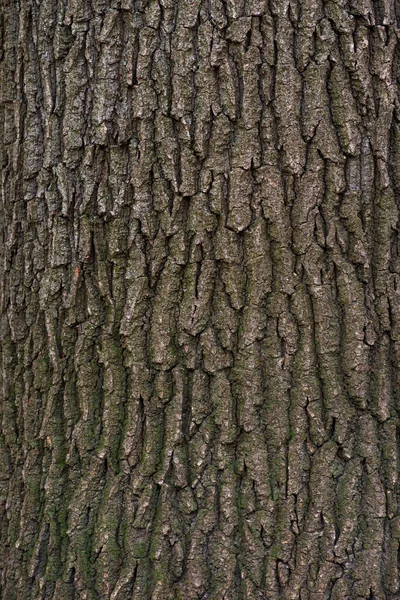 Die Wellige Textur Der Pappelrinde Textur Raues Holz Natürliches Muster — Stockfoto