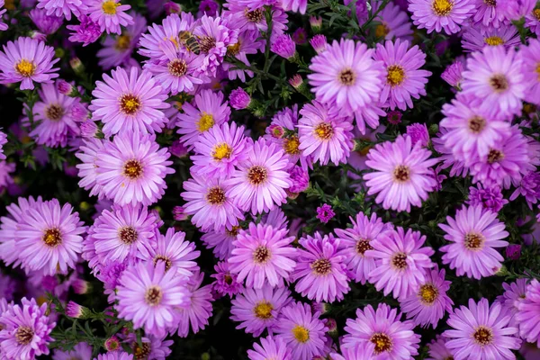 Aster Amellus Zonsopgang Licht Europees Michaelmas Madeliefje Paarse Bloemen Herfst — Stockfoto