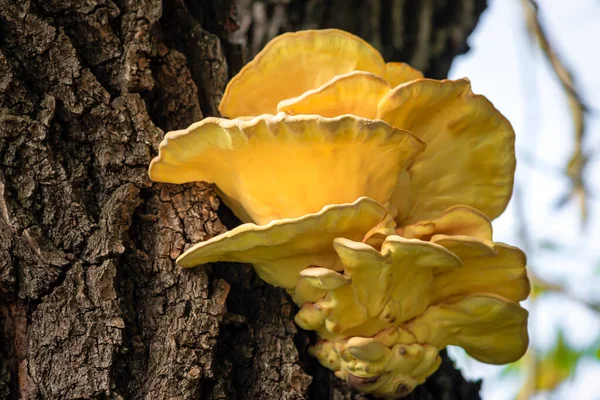 Laetporus Sulphreus Chicken Wood Sulfur Yellow Tinder Mushroom Tree Fungus — Stock Photo, Image