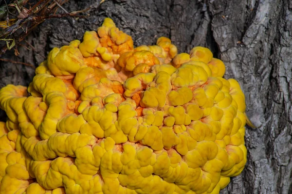 木のレタポルトス硫黄鶏硫黄黄色のティンダーキノコの木真菌 — ストック写真