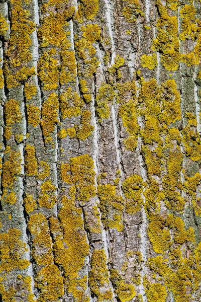 The wavy texture of poplar tree bark  texture Rough wood natural pattern