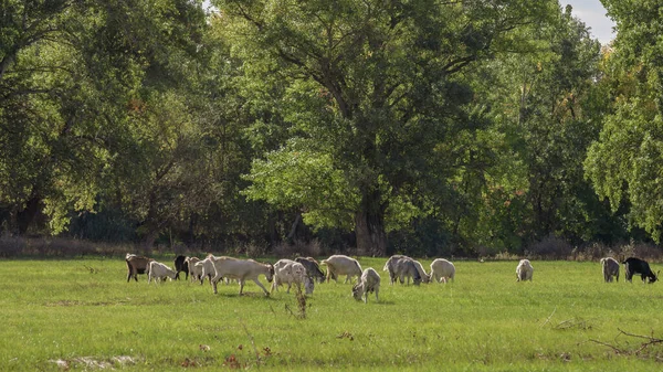 山羊在绿草场草地上吃草森林背景秋天夏天乡村牧场摩尔多瓦美丽的风景 — 图库照片