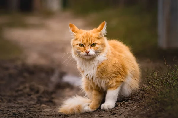 Red Cat Kind Green Eyes Little Kitten Portrait Cute Ginger — Stock Fotó