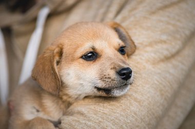 Yavru köpek kollarında oturuyor. Güzel kırmızı turuncu havuç. Hoş bir sonbahar konsepti..