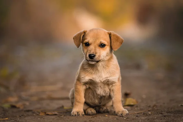 Счастливая Рыжевато Оранжевая Гавань Портрет Симпатичной Щенячьей Собаки Сидит Лоб — стоковое фото