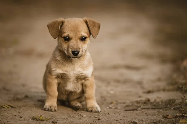 Bonito Feliz Laranja Avermelhada Havanese Retrato Bonito Cachorro Cão Está — Fotografia de Stock