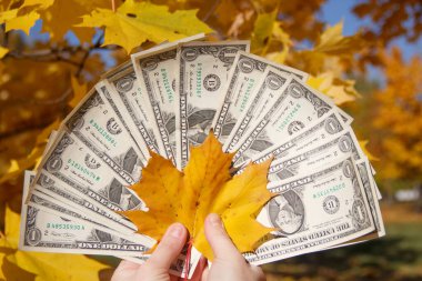 Amerikan dolarları ve sarı akçaağaç yaprağı tutan bir kızın elleri.