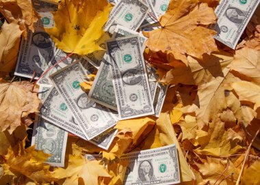 Bir dolarlık banknotlar akçaağacın sararmış yapraklarında yatıyor.. 