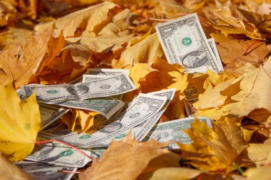 Bir dolarlık banknotlar akçaağacın sararmış yapraklarında yatıyor.