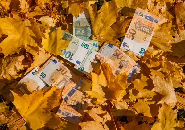 Elli ve yüz avroluk banknotlar akçaağacın sarı yaprakları arasında yatıyor.