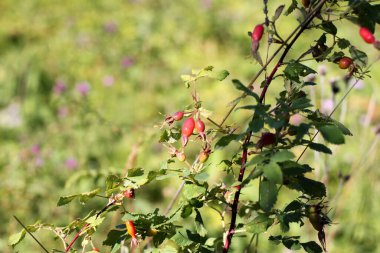 Güneşli bir günde yeşil bir çayırda turuncu yaban gülü kalçaları. Yararlı şifalı bitkiler.