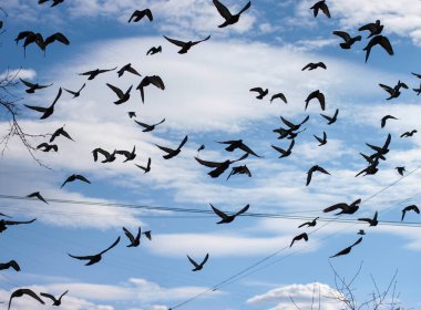 Bulutlu mavi gökyüzüne karşı bir güvercin sürüsü. Kuş siluetleri. Parkta bir sürü kuş var. Uçan güvercinler özgürlüğün sembolü.