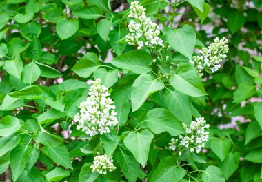 Çiçek açarken beyaz leylak dalları ve yeşil yapraklar..