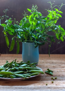 Tabaktaki bezelye kabukları ve tedavi edilmemiş ahşap bir masaya odaklanmış siyah bir fonda mavi bir sürahi içinde bezelye filizi. Karanlık bir anahtarın içinde hayat. Sağlıklı yemek..