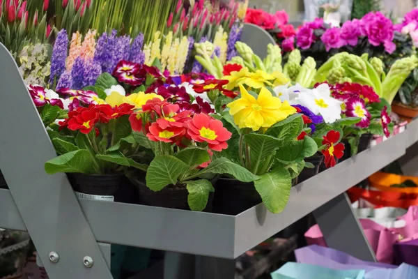 Цветные весенние первоцветы на полке в супермаркете Стоковое Фото