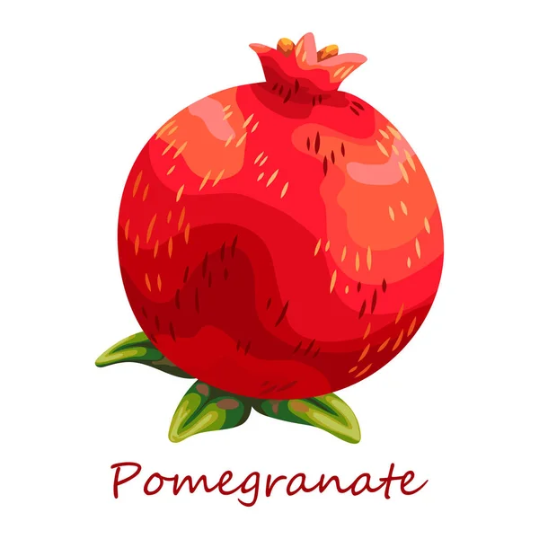 Granatäpple Vacker Teckning Röd Frukt Från Trädgården Saftiga Färska Bär — Stock vektor