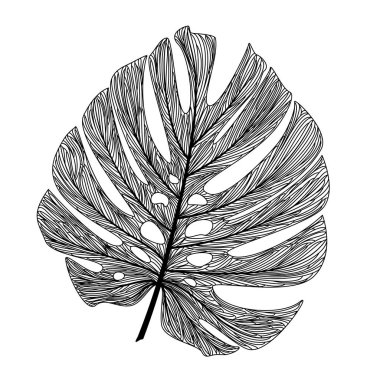 Siyah ve beyaz el tropikal yaprakları çekti. vektör illüstrasyonu.