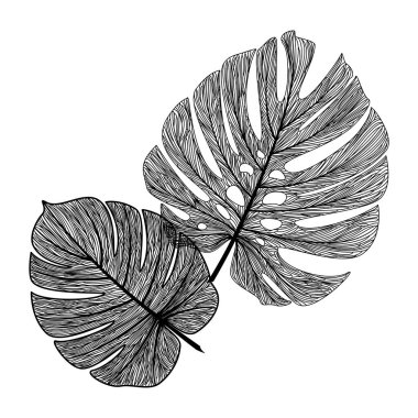 Beyaz arka planda izole tropikal yapraklar. vektör illüstrasyonu
