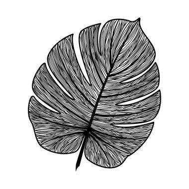 Yapraklı bir tropikal yaprağın siyah-beyaz çizimi.