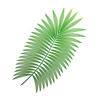 Beyaz arkaplanda izole edilmiş yeşil palmiye yaprakları