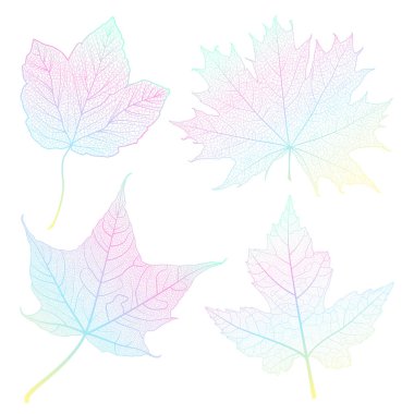 sonbahar yaprakları beyaz arkaplanda izole