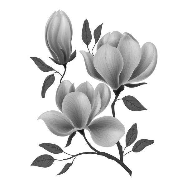 Magnolia Flowers Isolated White Background Vector Illustration — Stockvector