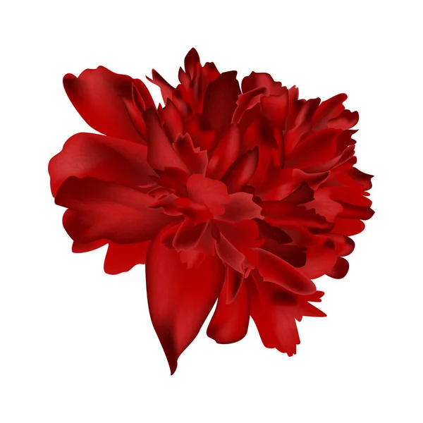 Красный Цветок Георгины Белом Фоне — стоковый вектор