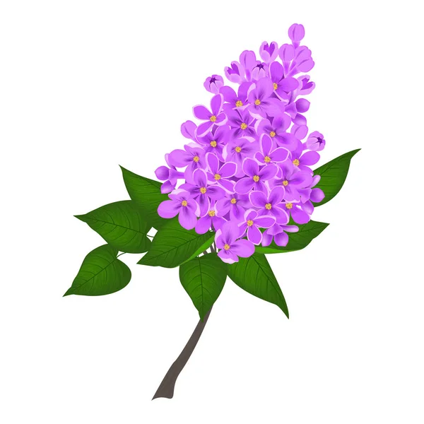 Purple Flowers Isolated White Background — Stock Vector