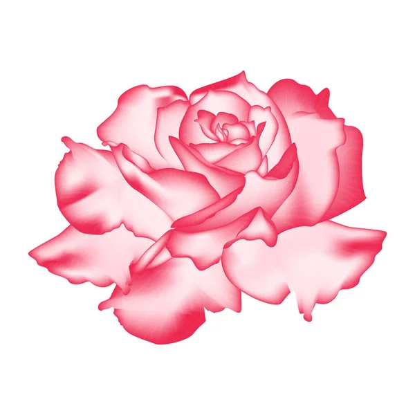 Bela Rosa Flor Isolada Fundo Branco — Vetor de Stock