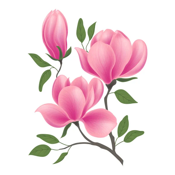 Flores Peonía Rosa Aisladas Sobre Fondo Blanco — Vector de stock