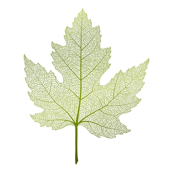 Feuille Verte Isolée Sur Fond Blanc — Image vectorielle