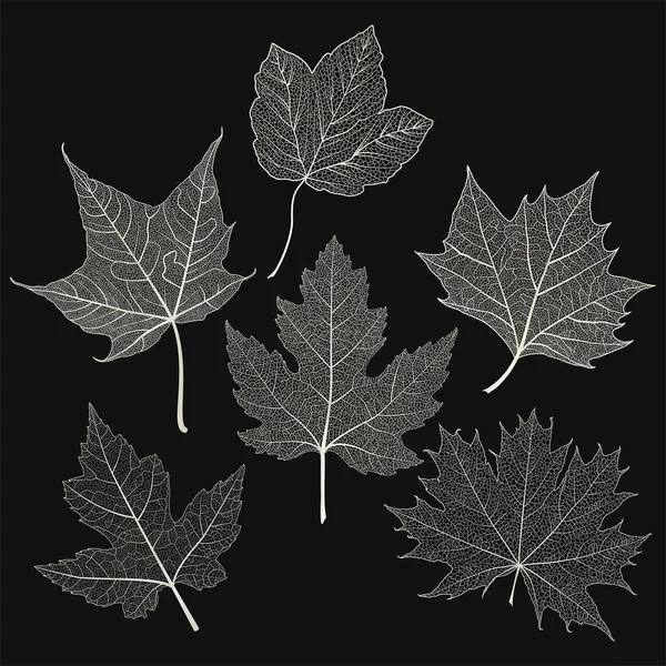 Φύλλα Φθινοπώρου Απομονωμένα Μαύρο Φόντο — Διανυσματικό Αρχείο
