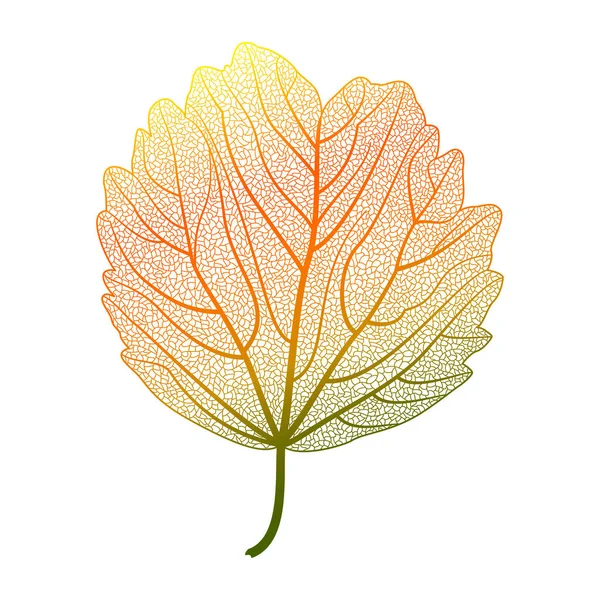 Herbst Blatt Isoliert Auf Weißem Hintergrund — Stockvektor