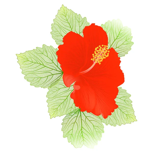 Flor Hibisco Rojo Aislada Sobre Fondo Blanco — Archivo Imágenes Vectoriales