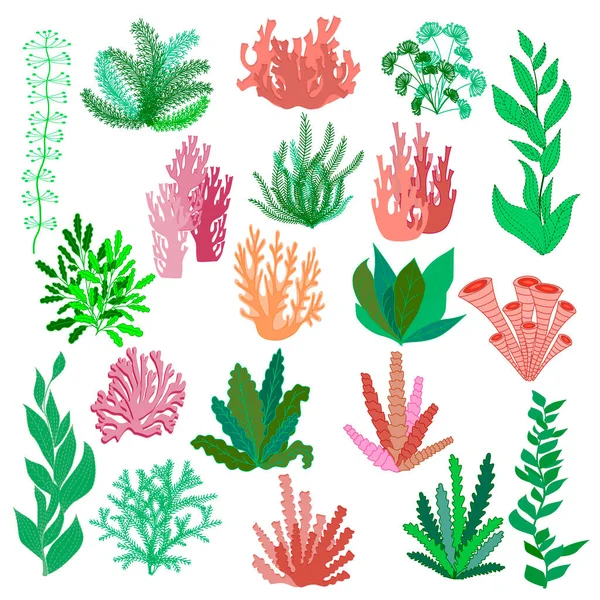 Set Tropical Plants Flowers Leaves Algae Flower Plant Floral Elements — Stock Vector