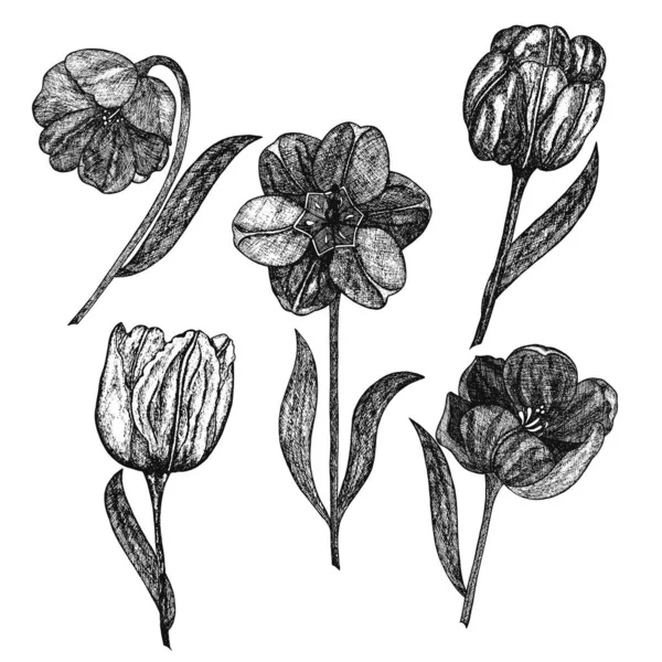 Ilustrație Vectorială Unui Set Flori — Vector de stoc