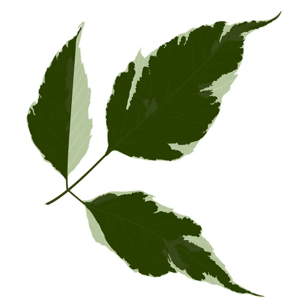 Hojas Verdes Una Rama Árbol — Vector de stock