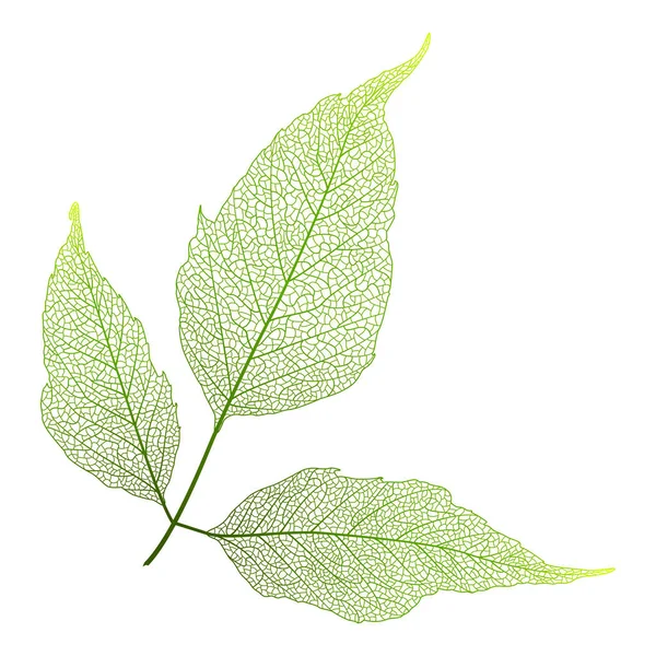 Green Leaf Isolated White Background — Stock Vector