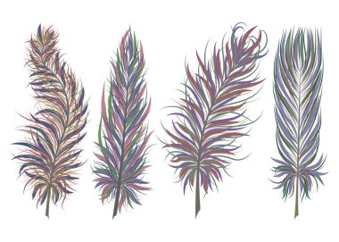 suluboya tüyler, tüy, yapraklar, illüstrasyon, beyaz arka planda izole edilmiş